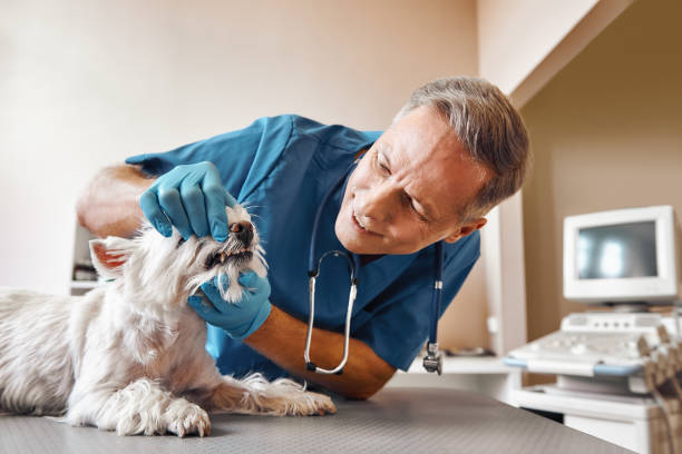 Best Urgent Dental Care in Towanda, PA